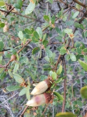 Quercus berberidifolia