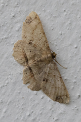 Melanolophia