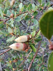 Quercus berberidifolia