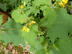 Smallanthus maculatus