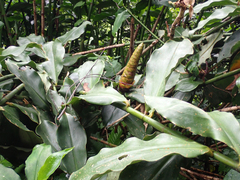 Costus pulverulentus