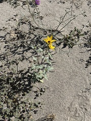 Helianthus petiolaris canescens