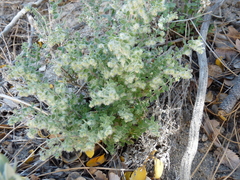 Cryptantha barbigera