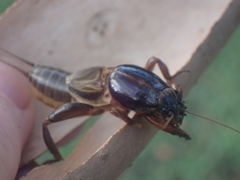 Gryllotalpa