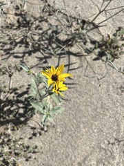 Helianthus petiolaris canescens