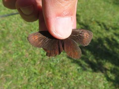 Erebia pronoe