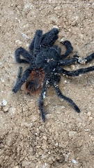 Tliltocatl epicureanus