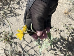 Helianthus petiolaris canescens