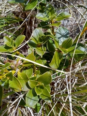 Coprosma serrulata