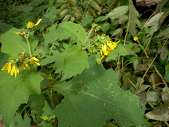 Smallanthus maculatus