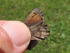 Erebia