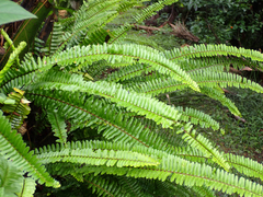 Nephrolepis cordifolia