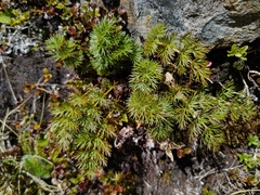 Anisotome haastii
