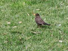 Turdus chiguanco