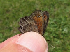 Erebia