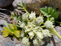 Anisotome pilifera