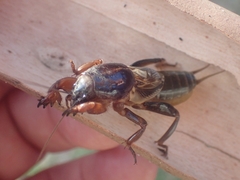 Gryllotalpa