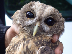 Strix virgata