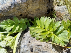 Anisotome pilifera
