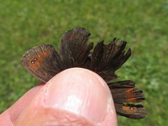Erebia