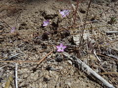 Gilia leptantha