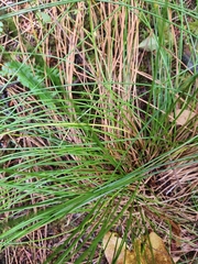 Juncus hesperius