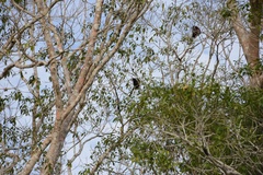 Alouatta seniculus