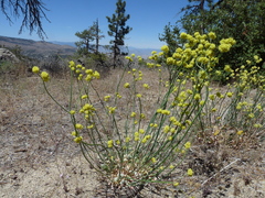 Eriogonum nudum westonii