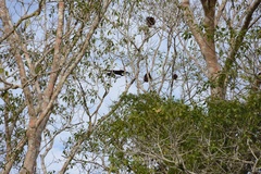 Alouatta seniculus