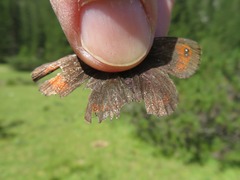 Erebia