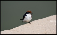 Hirundo smithii
