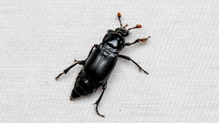 Nicrophorus humator