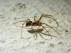 Lepthyphantes minutus