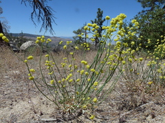 Eriogonum nudum westonii