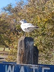 Larus delawarensis