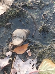 Cipangopaludina chinensis