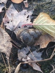 Cipangopaludina chinensis