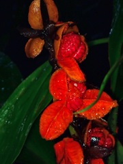 Hedychium