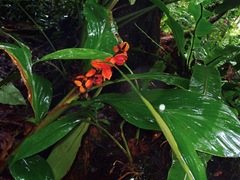 Hedychium