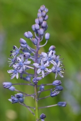 Scilla litardierei