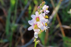 Ixia scillaris