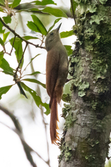 Sittasomus griseicapillus
