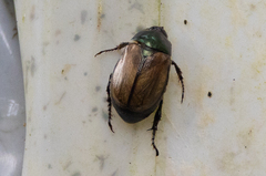 Paranomala cincta