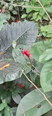 Odontonema cuspidatum