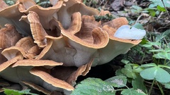 Bondarzewia occidentalis