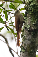 Sittasomus griseicapillus