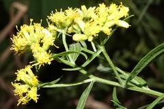 Euthamia graminifolia nuttallii