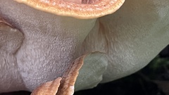 Bondarzewia occidentalis