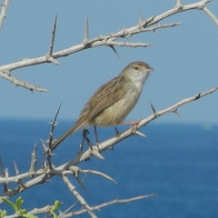 Prinia gracilis