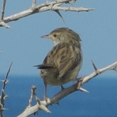 Prinia gracilis